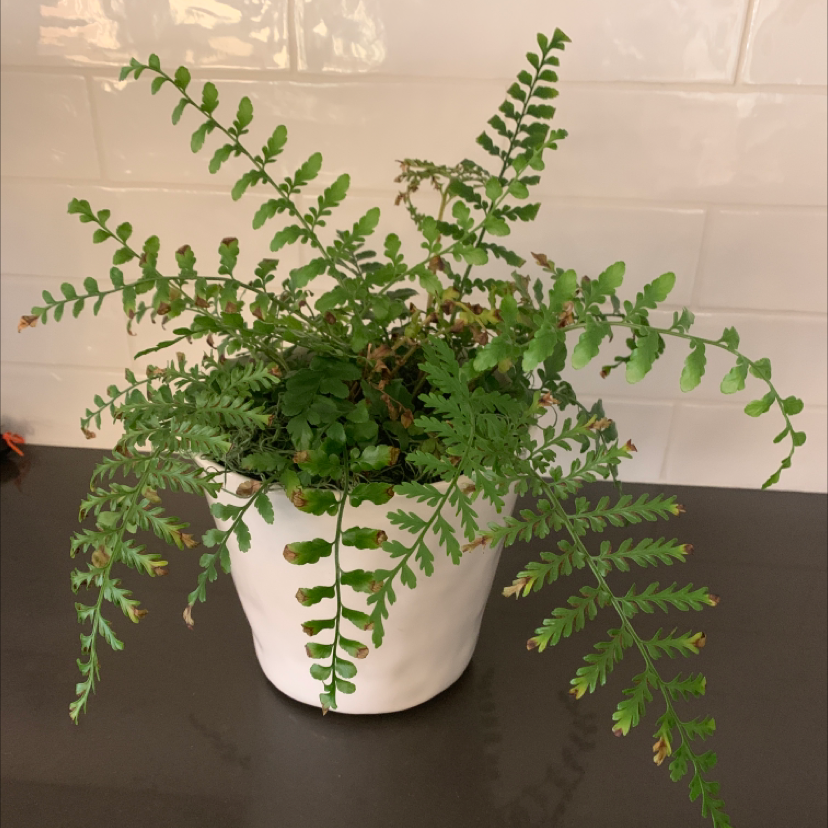 Potted Black Spleenwort plant with fern-like leaves, some browning at tips.