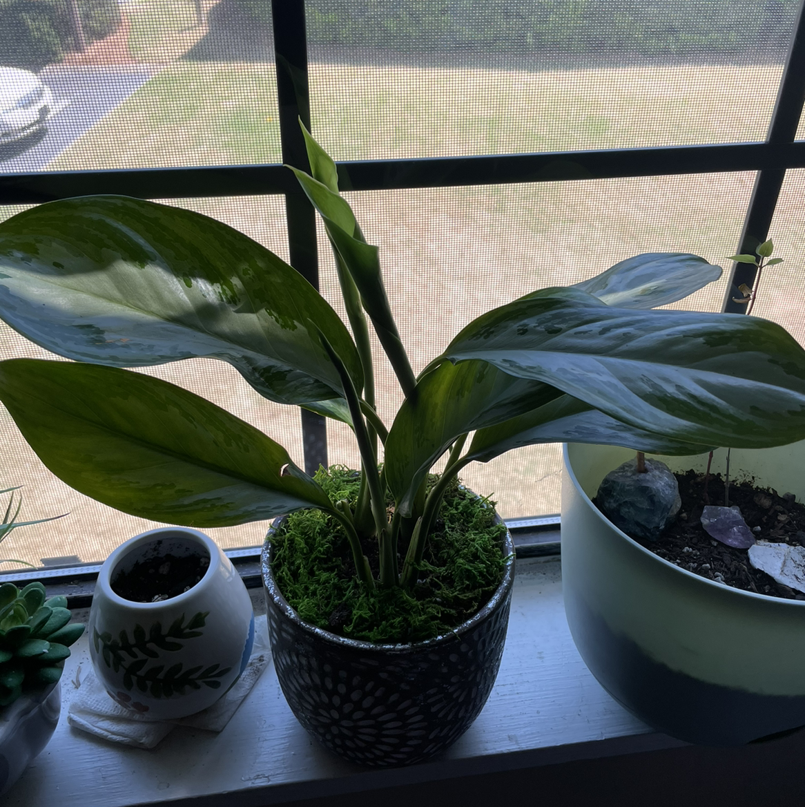 Chinese Evergreen plant photo by @madisonvb named aglaonema commutatum on Greg, the plant care app.