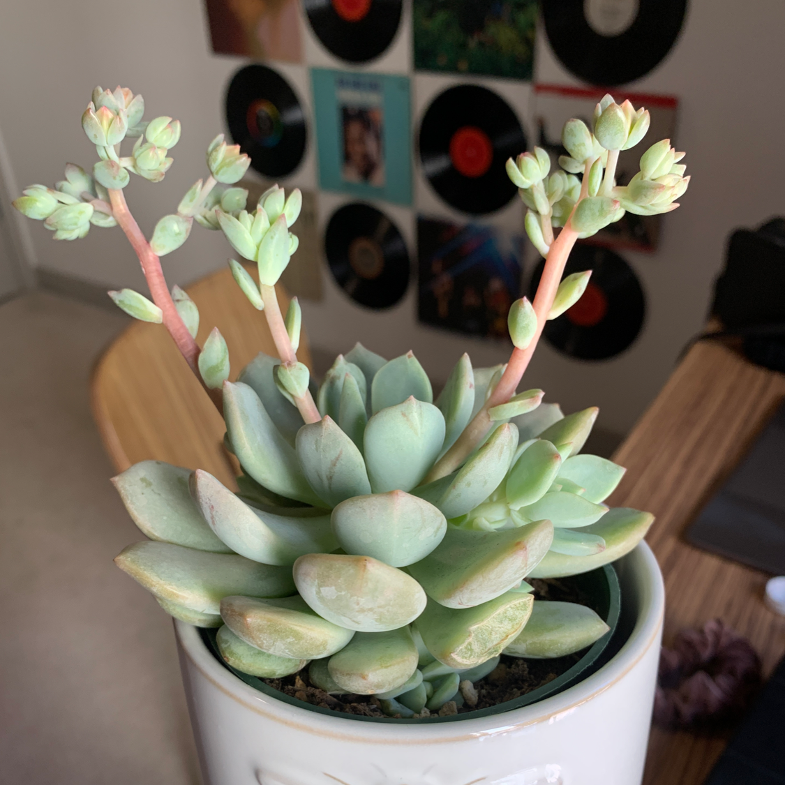 Blue Echeveria plant in a pot, flowering with multiple stalks, background includes wall decorations.