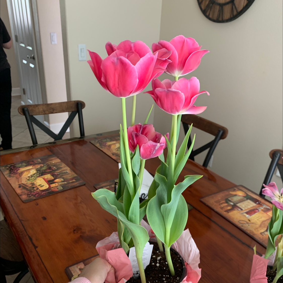Garden Tulip with vibrant pink flowers, healthy leaves, and visible soil.