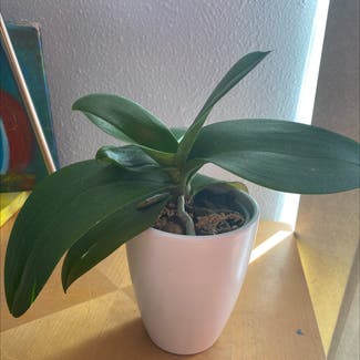 Phalaenopsis Orchid plant in Denver, Colorado