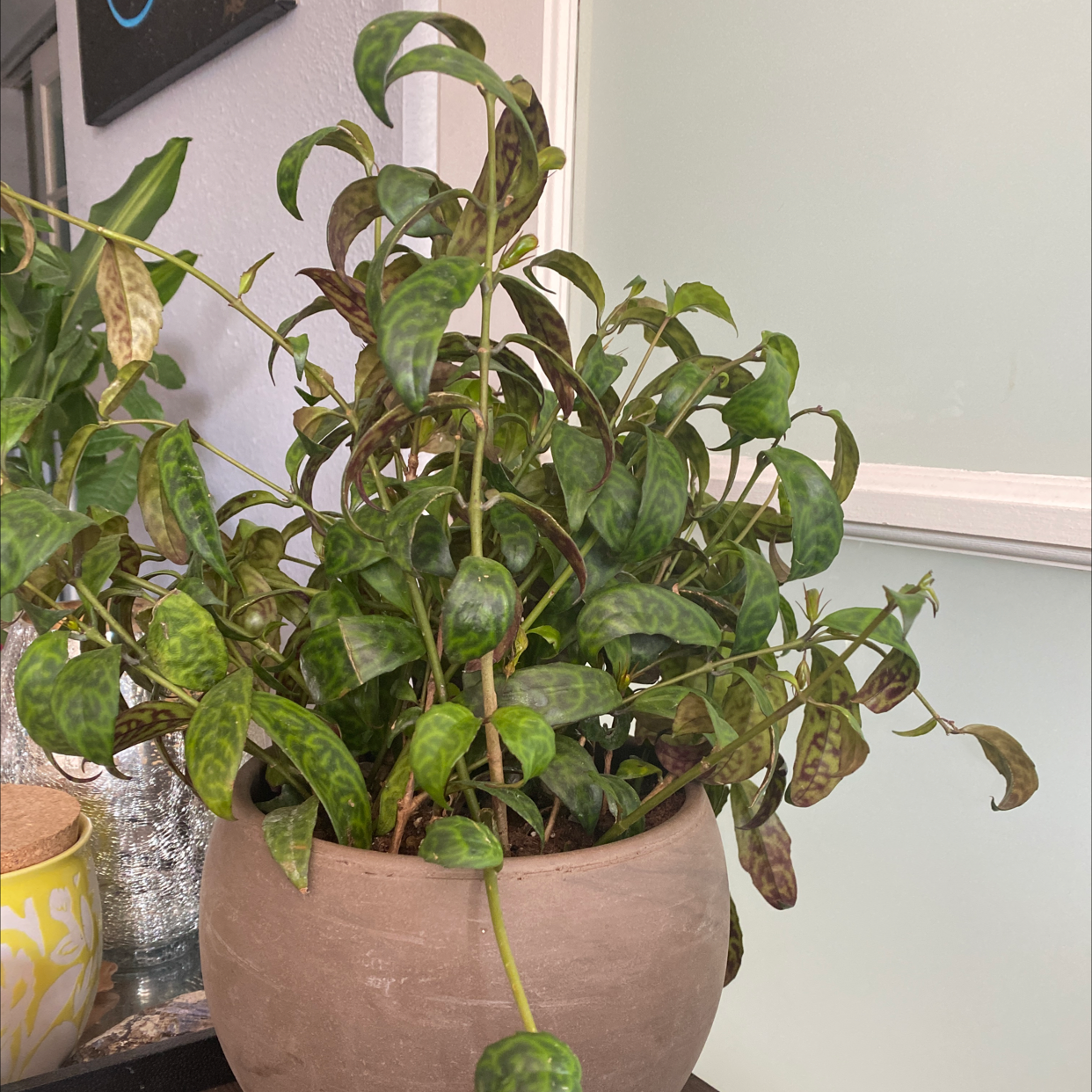 Photo of the plant species Black Pagoda Lipstick Plant by @Newsha named Chanel on Greg, the plant care app
