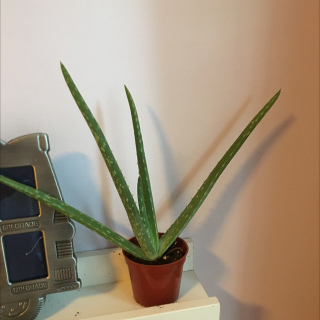 Aloe vera plant photo by Raffaella named Along Vera on Greg, the plant care app.