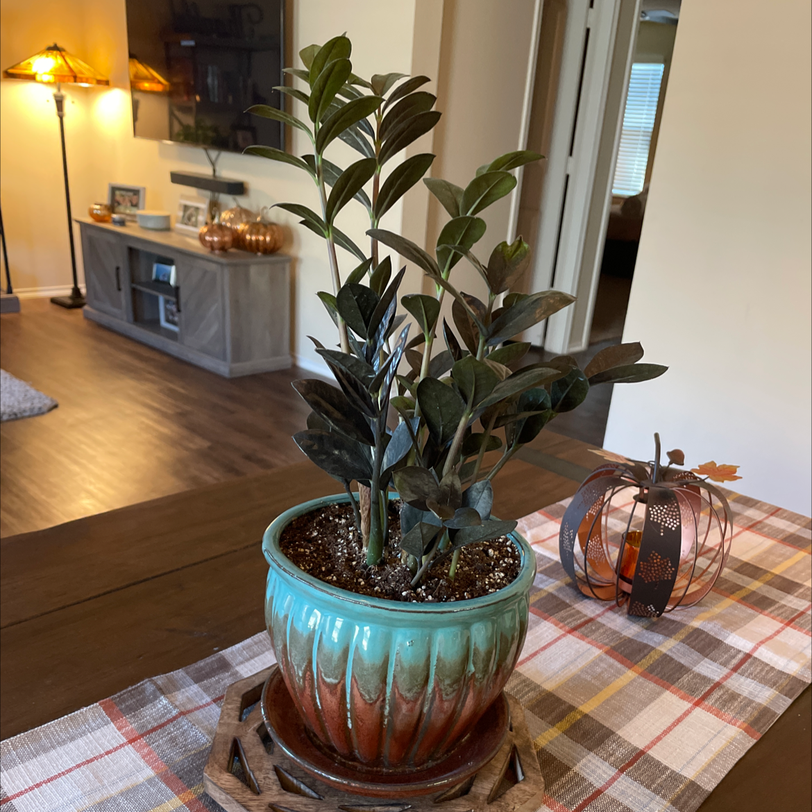 Zamioculcas Zamiifolia plant photo by @Greenthumbjoe named Violet on Greg, the plant care app.