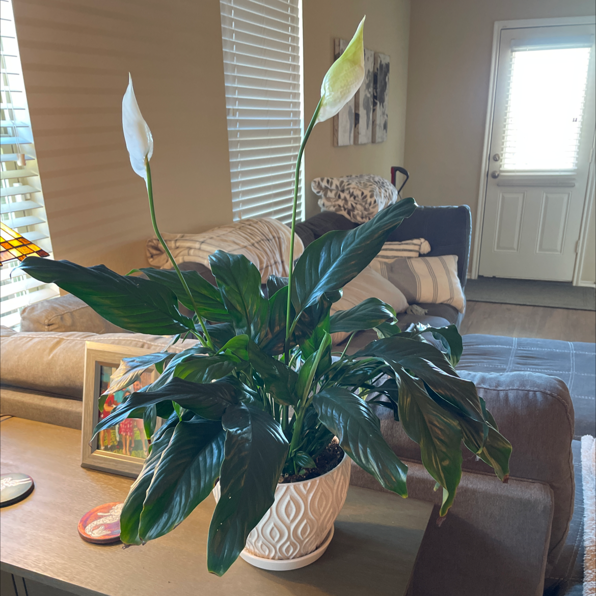 Peace Lily plant photo by @Greenthumbjoe named Iris on Greg, the plant care app.