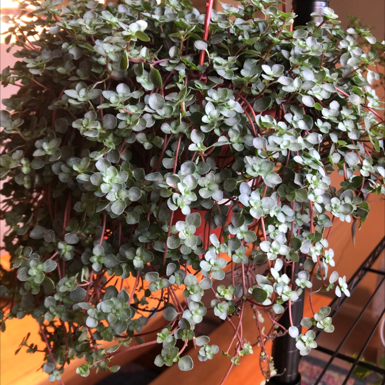 Healthy Silver Spa plant with small, rounded leaves and red stems.
