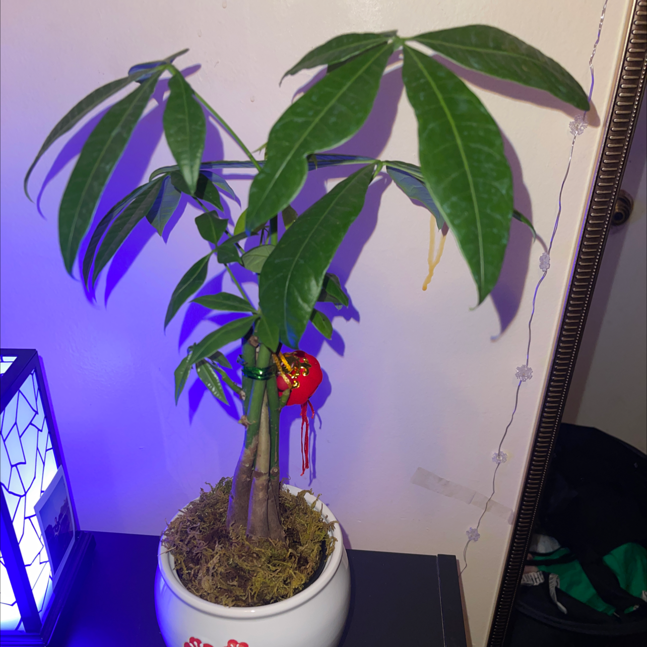 Money Tree plant photo by Leslie named Karma on Greg, the plant care app.