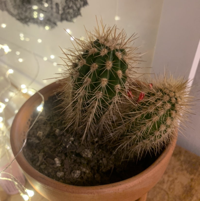 Candy barrel cactus in a pot with visible soil, well-framed and in focus.