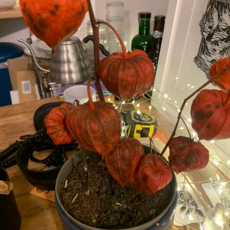 Photo of the plant species Chinese Lantern by Plant parent named Your plant on Greg, the plant care app