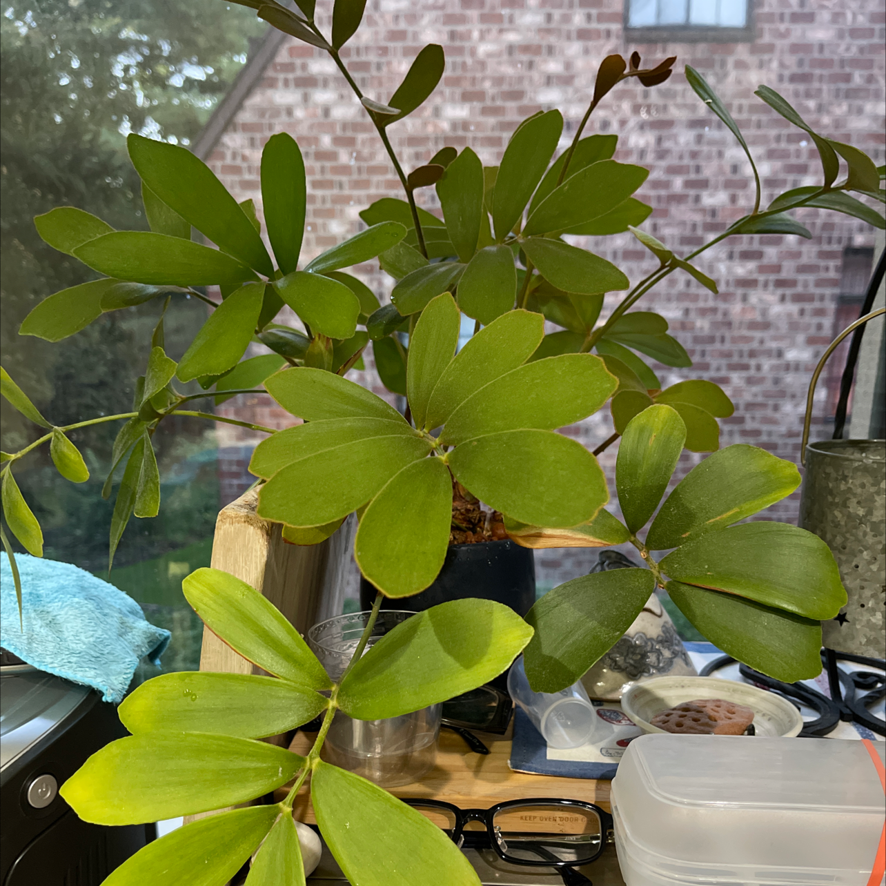 Cardboard Palm plant with green leaves placed indoors near a window.