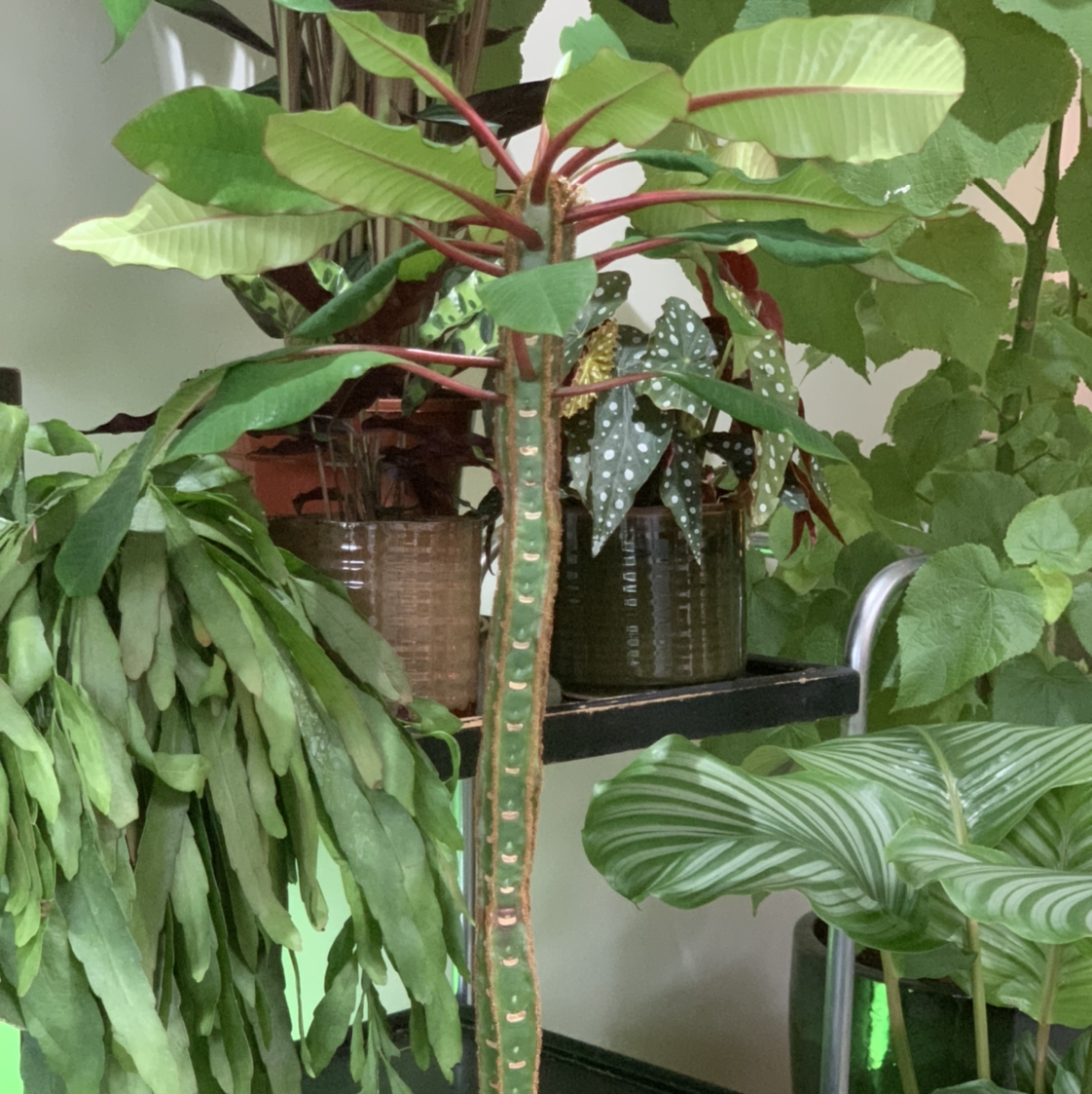Madagascar Jewel plant with broad green leaves in a pot, surrounded by other plants.