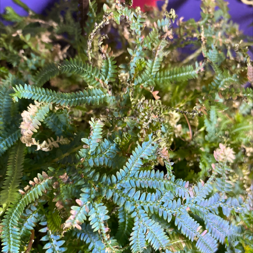 Rough Maidenhair Fern with some browning and discoloration, indicating moderate health.