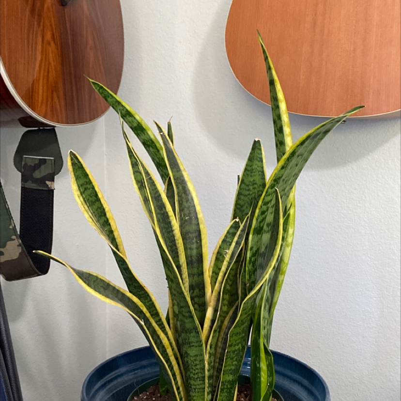 Snake Plant plant photo by Jeffrey named Orwell on Greg, the plant care app.