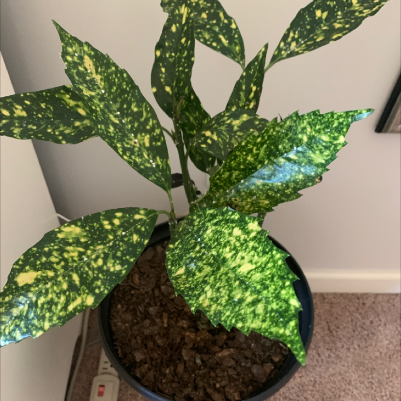 Photo of the plant species Japanese Laurel by Kacie named Daphne on Greg, the plant care app