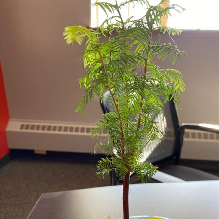 Photo of the plant species Dawn-redwood by Nick named Little Cypress Bonsai on Greg, the plant care app