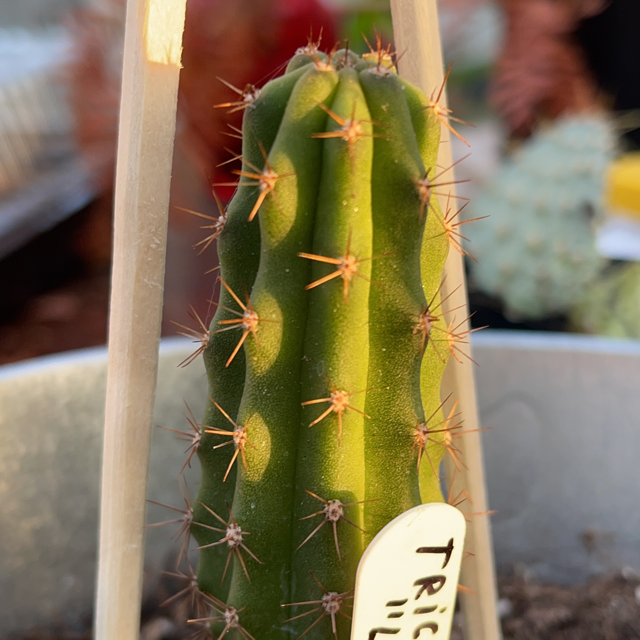 Photo of the plant species Trichocereus 'La Paz' by Keith named Trichocerus on Greg, the plant care app