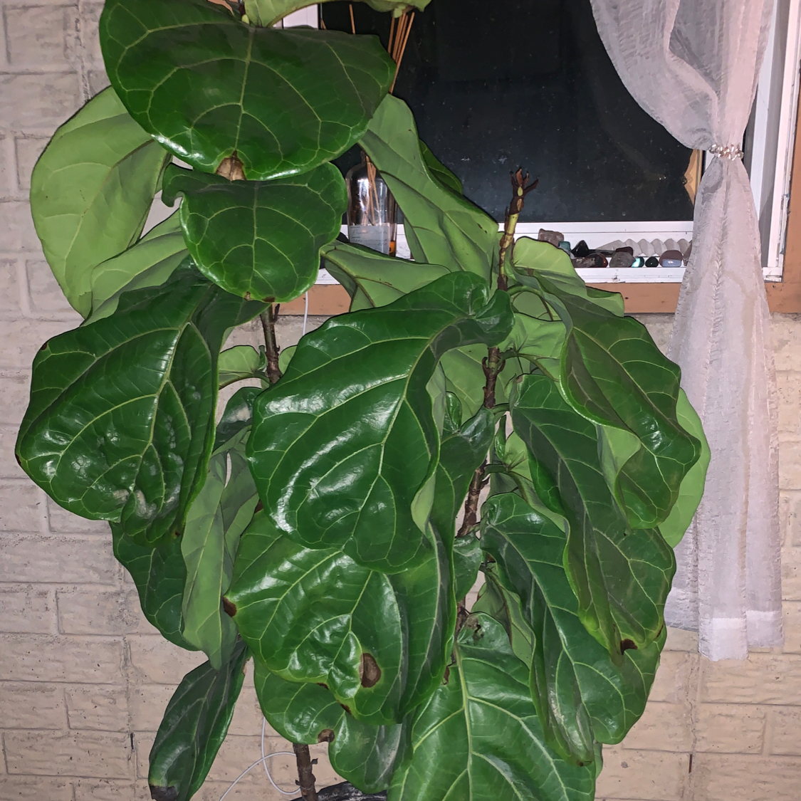 Fiddle Leaf Fig plant photo by @dyke666 named aggie on Greg, the plant care app.