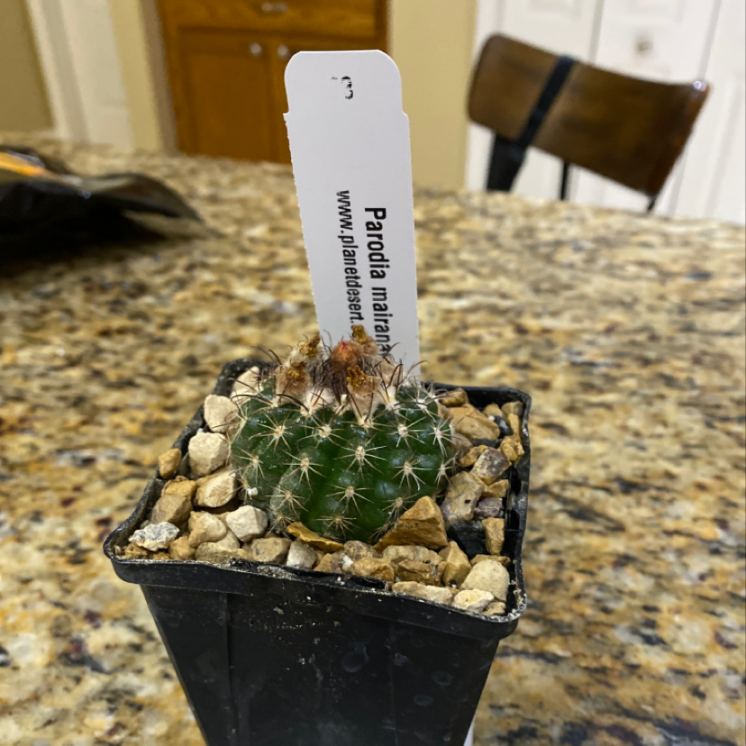 Photo of the plant species Parodia mairanana by Linda named Lilo on Greg, the plant care app