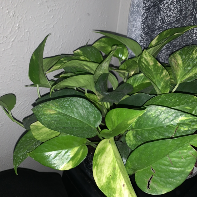 Taro Vine plant photo by @tasteofvanilla0 named Medusa on Greg, the plant care app.