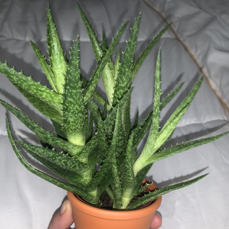 Aloe vera plant photo by @tasteofvanilla0 named Peter Parker on Greg, the plant care app.