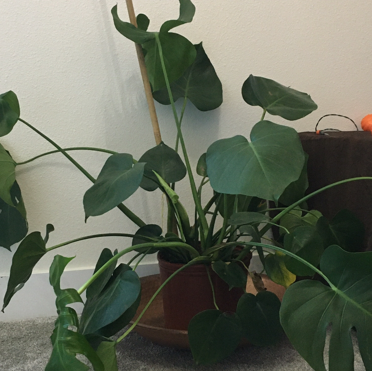Monstera plant photo by Ella named Berta on Greg, the plant care app.