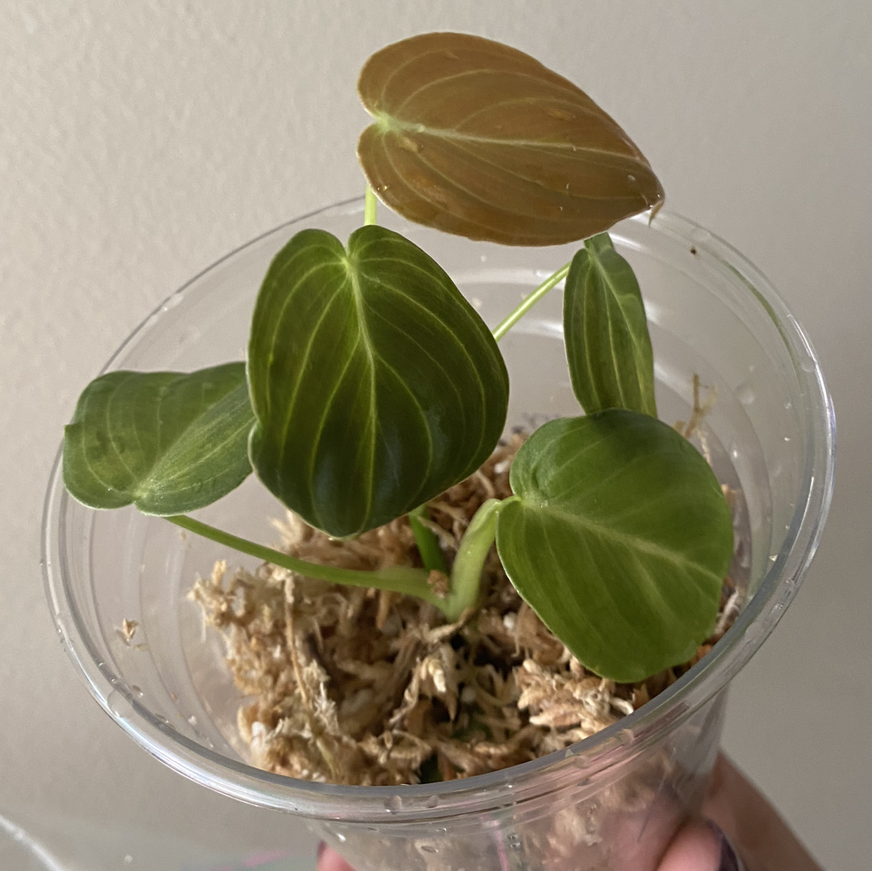 Black Gold Philodendron plant in a clear plastic container with visible soil.
