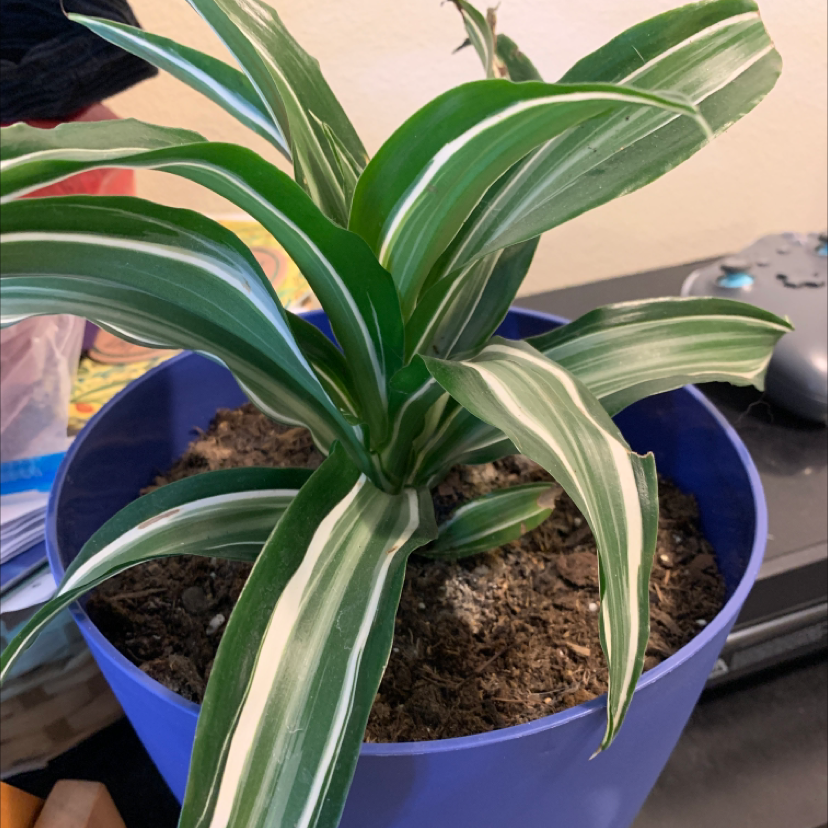 White Jewel Dracaena plant in a blue pot with visible soil and healthy green leaves with white stripes.