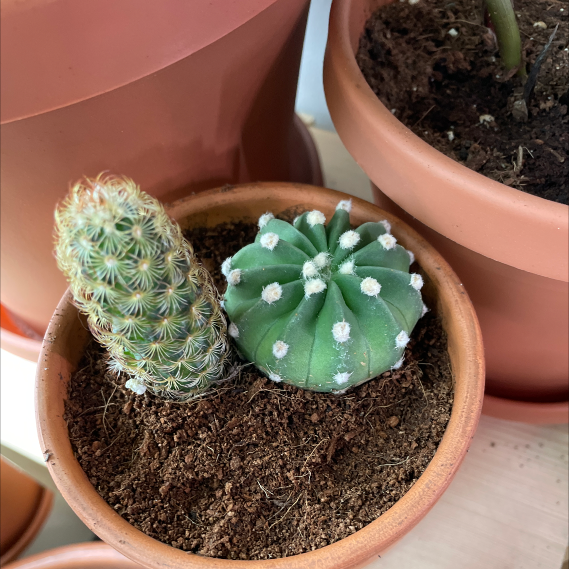 Two small cacti in a terracotta pot with visible soil, appearing healthy.