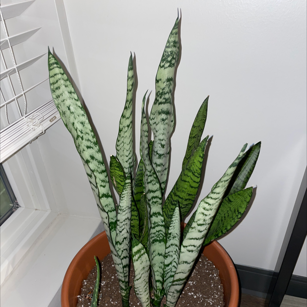 Snake Plant plant photo by @hannahgearhart named snek on Greg, the plant care app.