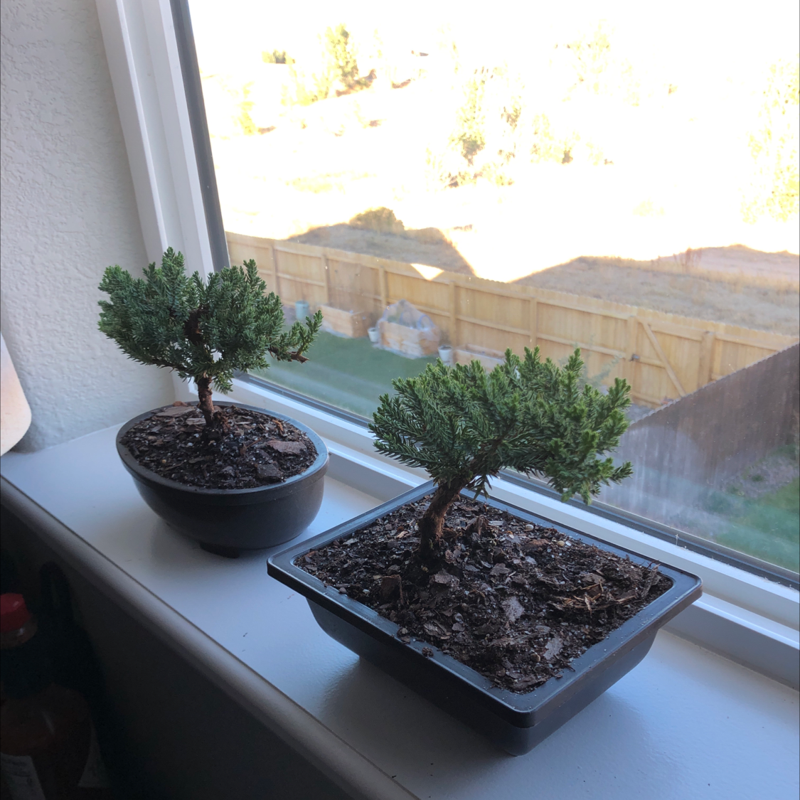 Creeping Juniper is Toxic To Dogs 🐶