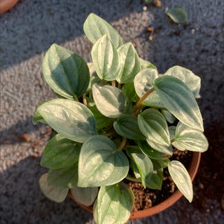 Silver Frost Peperomia plant in Bellingham, Washington