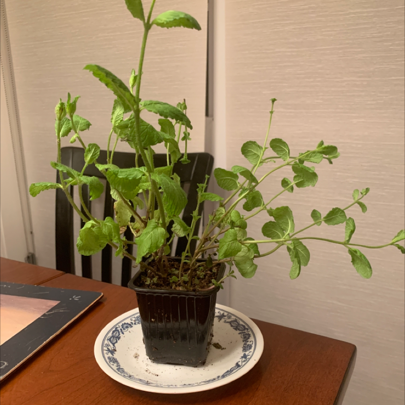 Apple Mint plant in a black pot on a plate, with healthy green leaves.