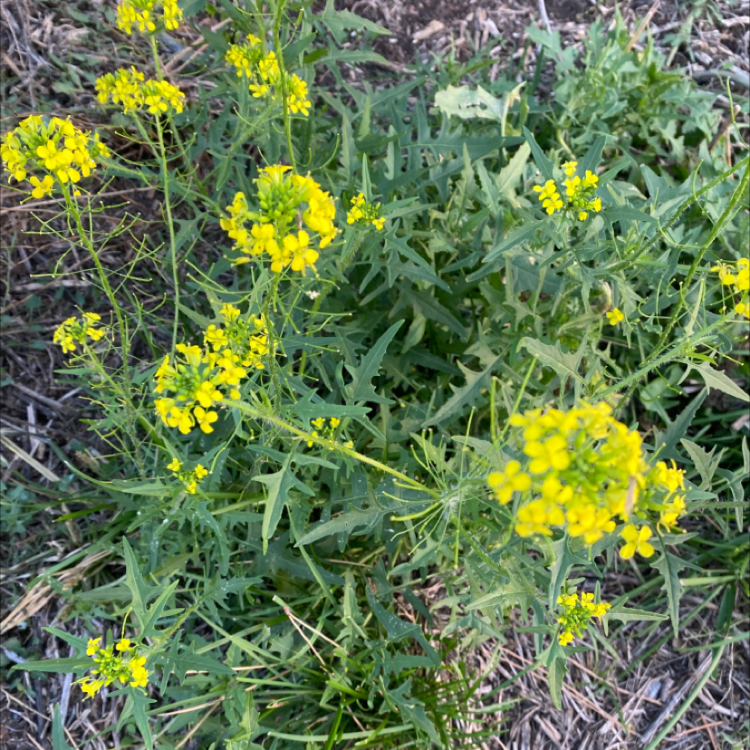 Photo of the plant species Small Tumbleweed Mustard by Alisha named Your plant on Greg, the plant care app