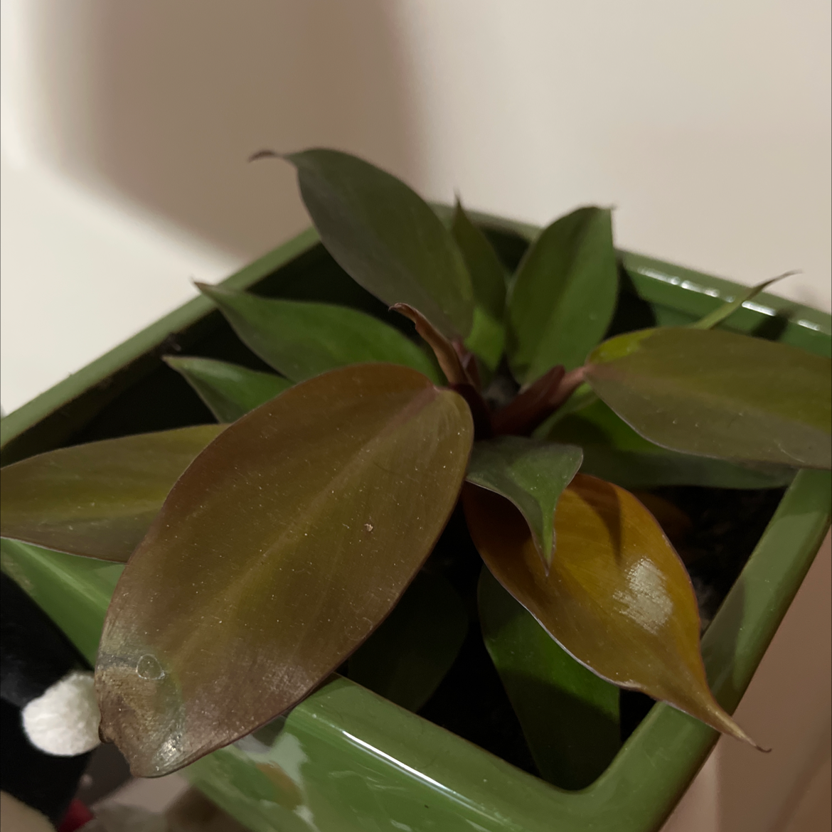 Philodendron Prince of Orange plant photo by @michaelverhoef named Jaffa on Greg, the plant care app.