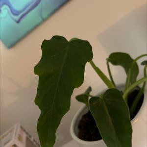 Philodendron Xanadu plant photo by @michaelverhoef named Mike Xanadu on Greg, the plant care app.