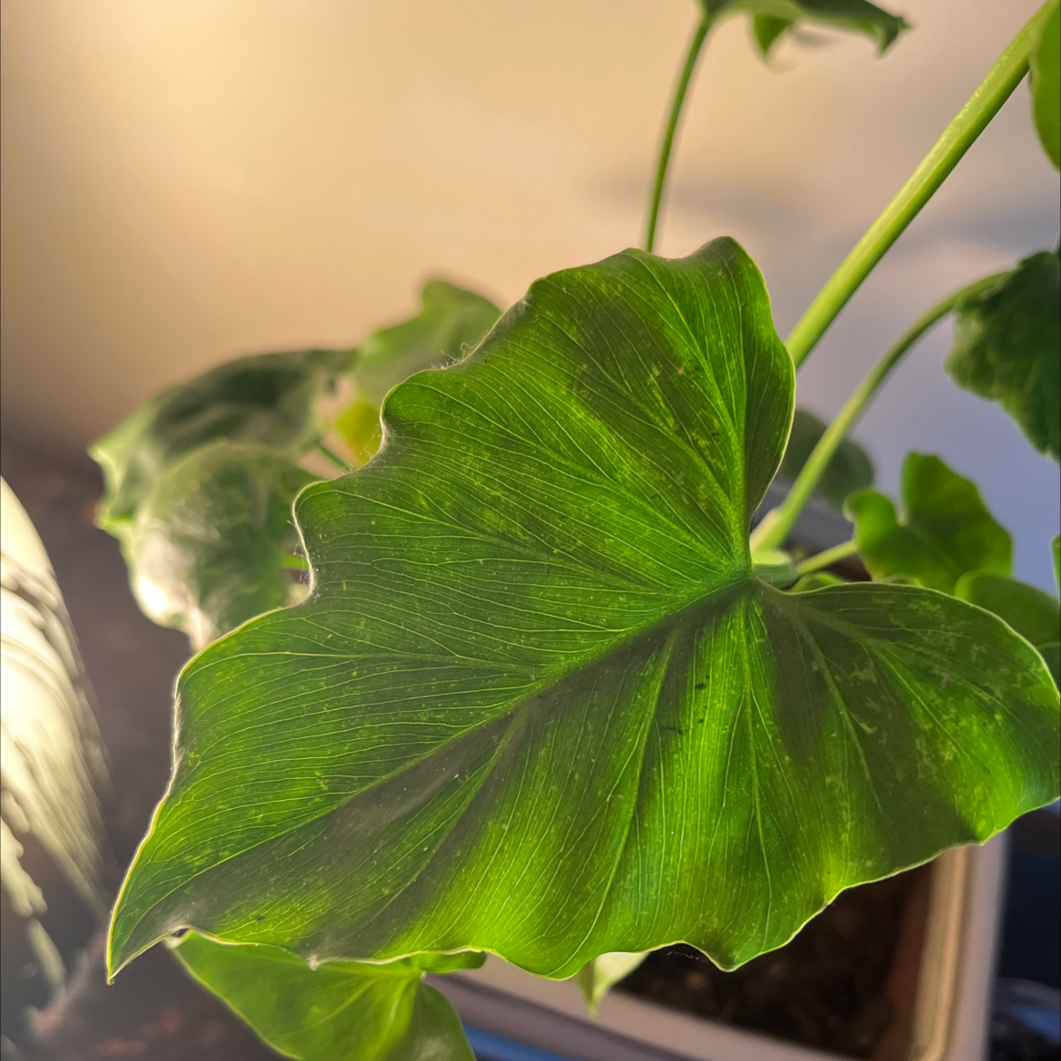 Morgan Treeman | A plant by @michaelverhoef on Greg
