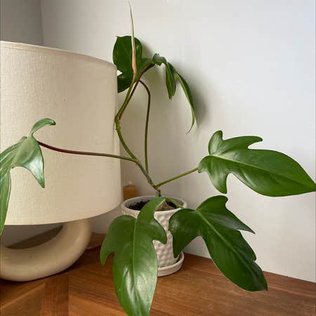 Photo of the plant species Philodendron panduriforme by @mollythejones named kunth on Greg, the plant care app