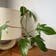 Calculate water needs of Philodendron panduriforme