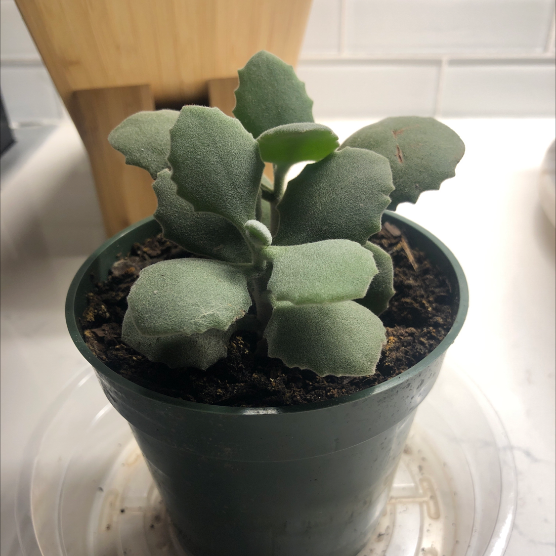 Photo of the plant species Felt Bush by @mandy4blue named ChloroPhil on Greg, the plant care app