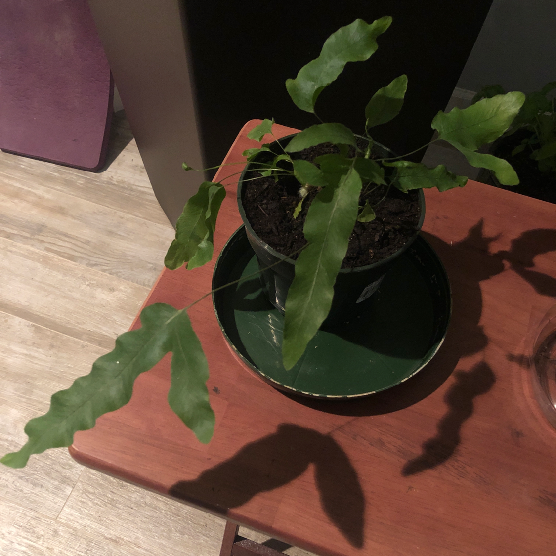 Photo of the plant species Virginia Blue Fern by @mandy4blue named da Vinci on Greg, the plant care app