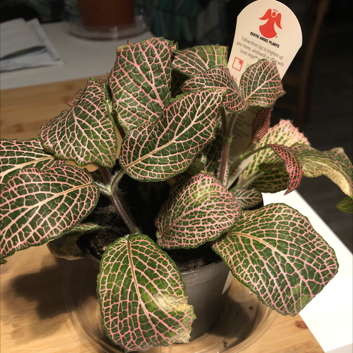 Nerve Plant plant photo by @mandy4blue named Juanita on Greg, the plant care app.