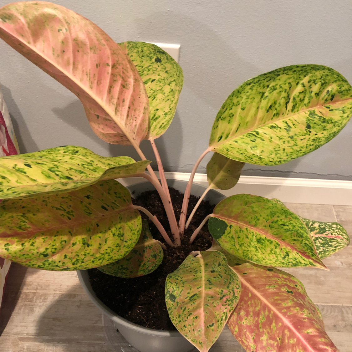 Dieffenbachia plant photo by @mandy4blue named Coco on Greg, the plant care app.