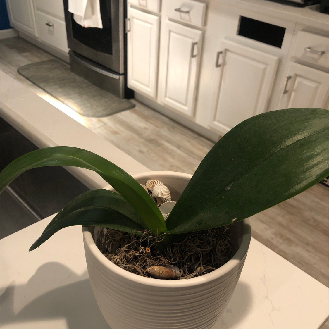 Phalaenopsis Orchid plant photo by @mandy4blue named Darwin on Greg, the plant care app.