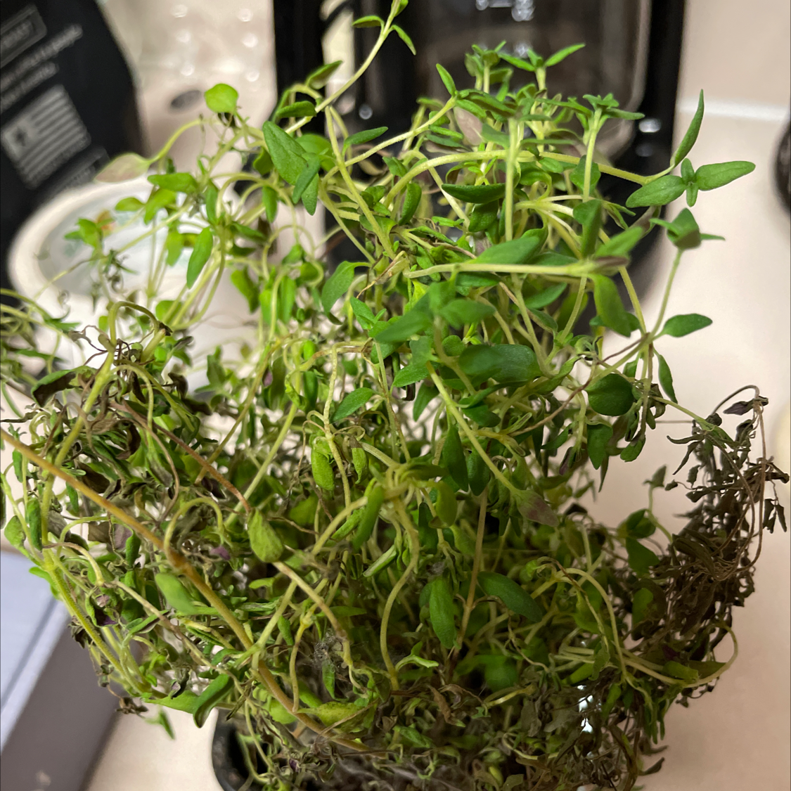 Healthy potted common thyme plant with dense, vibrant green foliage growing indoors.