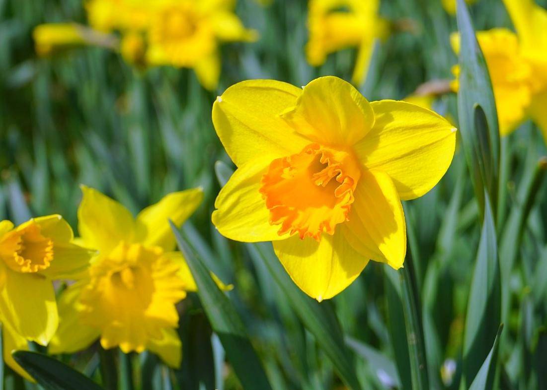 A well-focused image of blooming daffodils with vibrant yellow petals.
