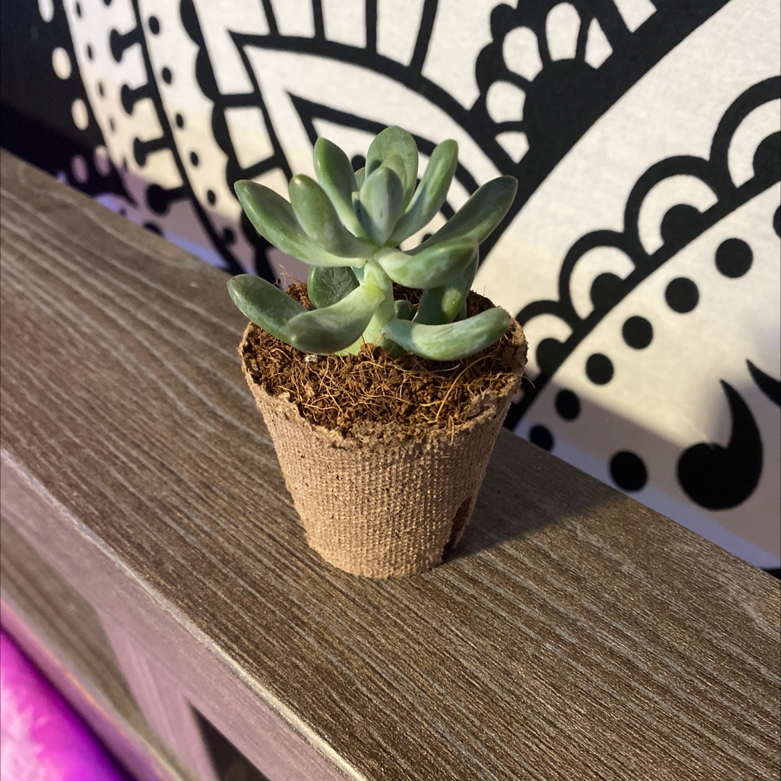 Pachyphytum 'Moon Silver' succulent in a small pot on a wooden surface with a patterned background.