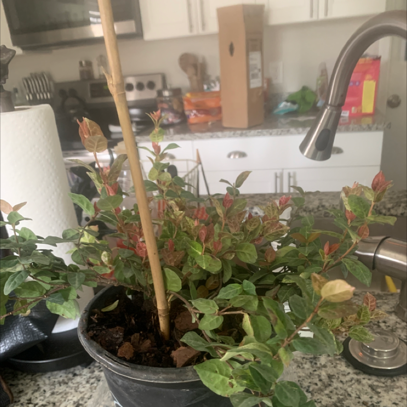 Potted Asian Jasmine plant on a kitchen counter with some browning leaves.