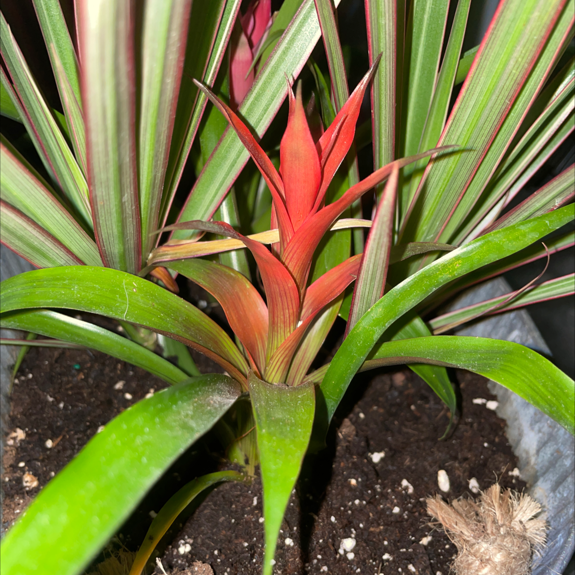 Blushing Bromeliad with vibrant red and green leaves, visible soil, well-framed and in focus.
