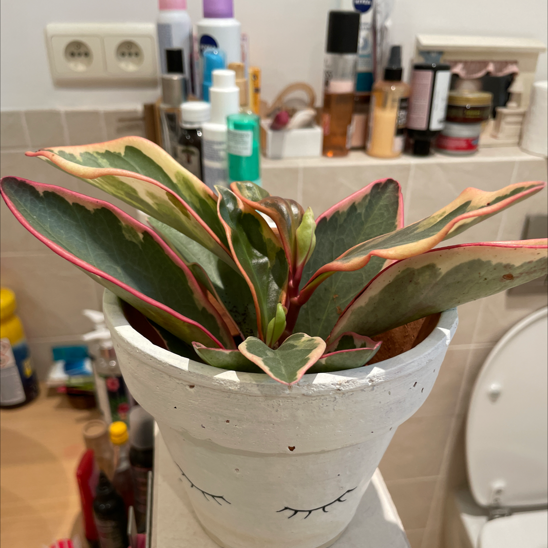 Jelly Plant plant photo by Ema named Aria on Greg, the plant care app.