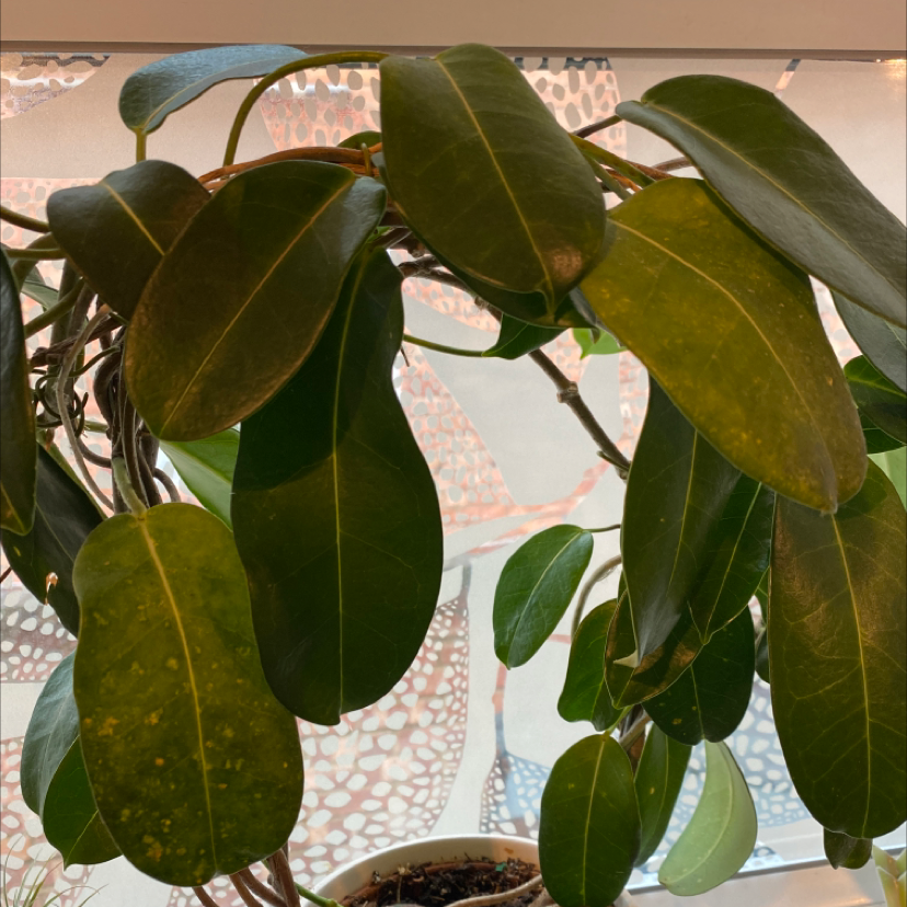 Stephanotis plant with some yellowing and spotted leaves, potted with visible soil.